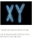 현재 트위터에서 1만번 넘게 리트윗 되고 있는 XY염색체 이미지