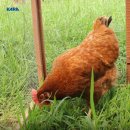 아침햇살염소농장 이미지