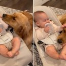 천사강아지 이미지