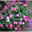 꽃님이네 이미지