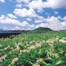 문주란 자생지 이미지