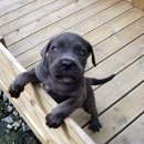 우리 똥강아지 이미지