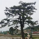 완도신지중학교 | (전남 해남, 완도) 회령, 진도, 신지도(완도) 22년 유배... &#39;지독한 운명&#39;의 조선 명필 이광사