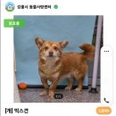 강릉시보호소에서 9살된 가엾은 요크셔테리어 한 아이를 더 구해옵니다. 이미지