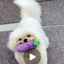 Grooming574 이미지