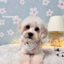 그루멍(groomung) 이미지