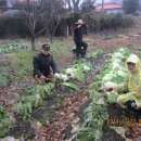 ♧ 백마농우(農友) 2014년 영농일기 17 ＜終幕1122＞ 이미지