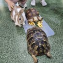 해피주 동물카페 원주점 | 원주아이랑 실내 가볼만한 곳 [해피주 동물카페] 4살 아이랑 간 후기