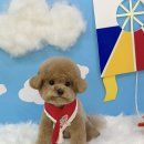 멍멍이샵 이미지