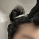 수정애견미용실 이미지