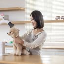 애견미용사 3급 자격증 과정 2 이미지