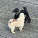 솔향기길야영장 이미지