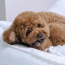 형성슈퍼 | 강아지 덴탈껌 추천 슈퍼포우 오래츄 치석껌 급여후기