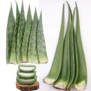 알로에 베라: 과학적 근거를 바탕으로 한 자연의 진정 효과 이미지