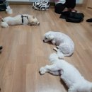 판포보름