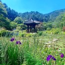 꽃길꽃담나들이 전시회 | 🌸 [가평의 보석] 주말 데이트, '아침고요수목원' 황홀한 수국 전시회 숲속힐링 산책