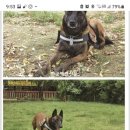 노일호 특수목적견 이미지