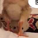 무교낙지 이미지