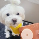 티그램 | 반려동물 털제거 먼지제거 티그램 테이프클리너 사용후기