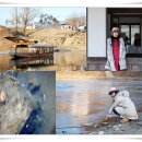 풍전목장 | 대관령 양떼목장 &amp; 웰컴투 동막골을 다녀와서..