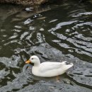 애니멀랜드 이미지