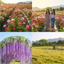 악양 종합관광안내소 | 함안 칠서 청보리밭 작약 축제 실시간 후기, 지금 가장 예쁜 구간과 2주차장 주차 팁