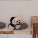 리츠펫 이시아폴리스점 이미지