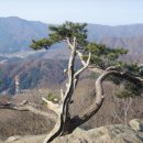 활엽수 이미지
