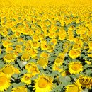 프로방스민박 이미지