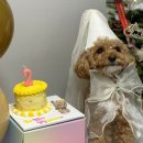댕댕대학 간식학과 | 댕댕대학 간식학과 강아지케이크, 쿠팡 강아지 생일파티 생일상 세트 후기