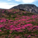 한라산 선작지왓 이미지