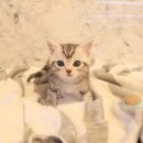 도그마루 강아지 고양이 울산점 이미지