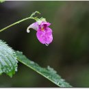 무등산버섯 이미지