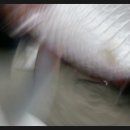 초밥생각 이미지