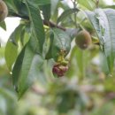 오빠야농장 이미지