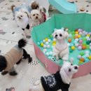 멍멍스쿨 이미지