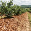 일등미생물 비료 이미지