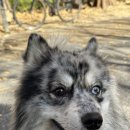 뛰뛰 강아지 놀이터 | 인천 서구 원신근린공원 강아지 24시간 무료 놀이터 다녀온 후기