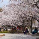 수원시민회관 | 수원 화성 벚꽃 실시간 개화 데이트 코스와 포토 스팟 추천