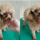 강변애견미용호텔 이미지