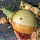 시골축산물 이미지