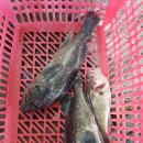 훼미리호좌대낚시터 이미지