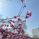 부천 종합운동장(나 ? 7) | 부천 원미산 진달래축제 실시간 꽃 개화 상황 | 진달래동산 주차 대중교통 지하철 가는길 부천종합운동장 7