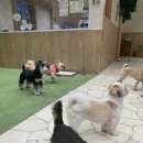 모티구제