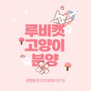 루비캣 이미지