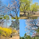 진달래어린이공원 | 서울 용산가족공원 벚꽃명소 실시간 개화상황 사진 후기(26.03.29)