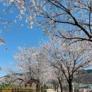 모산 | [취미•집 꾸미기] 봄이 오면 꽃을 데려오고 싶어요➰🌷