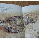 자연관찰 [리틀자연북스] 멸종위기의 거북이 이미지