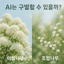 시도 3호선 이팝나무 | AI는 이팝나무 조팝나무 구별할까? (이미지 감상)
