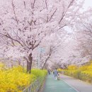 벚꽃 이미지